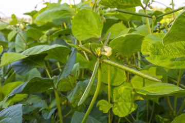 field of mung bean, during the formation of the crop. Flowering and swelling of beans in pods