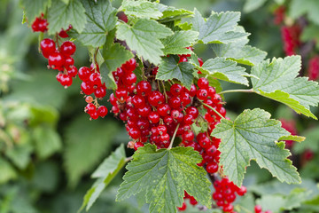 Red Currant Harvest