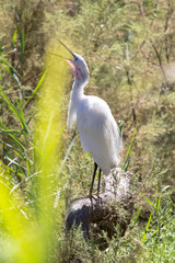 White little heron