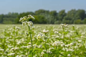 field of flowering buckwheat against the sky with clouds