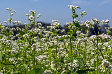 field of flowering buckwheat against the sky with clouds