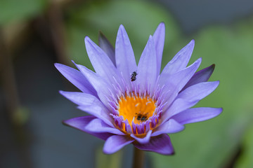 Purple Lotus Flower in garden.