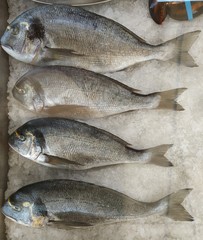 fresh fishes (Sparus aurata) on crushed ice in display chiller