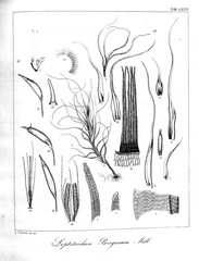 Illustration of algae