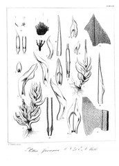 Illustration of algae