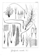 Illustration of algae