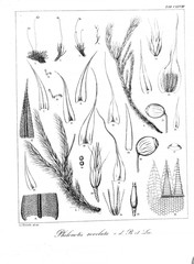 Illustration of algae