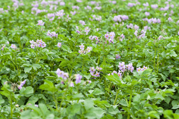 Fototapeta na wymiar Flowering potatoes, Solanum tuberosum