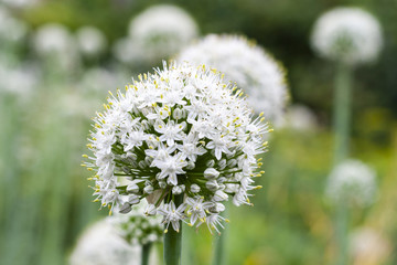 Flowering onion in the garden