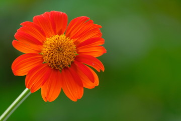 red daisy flower on green nature background