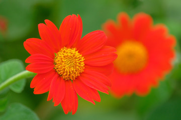 red daisy flower on green nature background