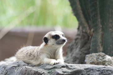 Curious Funny Meercat