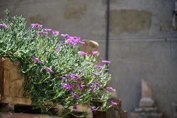 pink flowers along the street