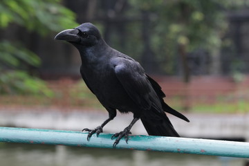 Black Crow on the Blue Beam