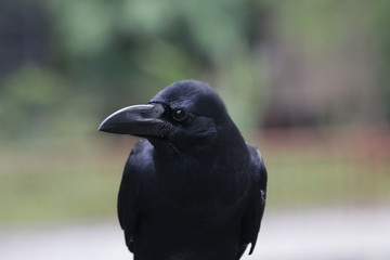 Close-up Black Crow