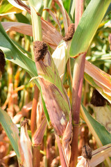 corn cobs in the field in early autumn, ripe corn