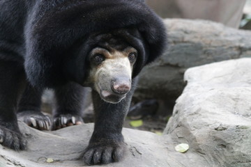 Black Malayan Sun Bear