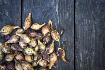 natural food, yellow dirty onion, from the garden, on a wooden table