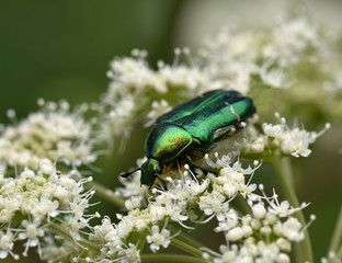 Goldglaenzender Rosenkaefer, Cetoniinae, Cetonia aurata,