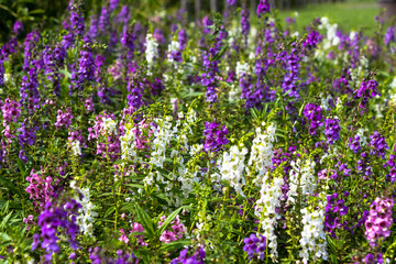 delphinium. a popular garden plant of the buttercup family that bears tall spikes of purple flowers.