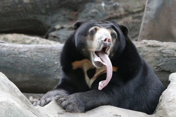 Malayan Sun Bear with his Long Tongue