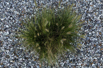 Texture, stones, plant