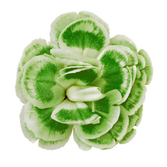 green white carnation flower isolated on white background. Close-up.  Element of design.