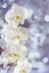 Fototapeta na wymiar Blue bokeh blurry background with nice white orchid flowers
