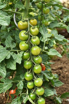 Tomaten, Solanum lycopersicum, noch nicht reif
