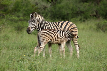 Fototapeta na wymiar Zebra Family, Kruger National Park