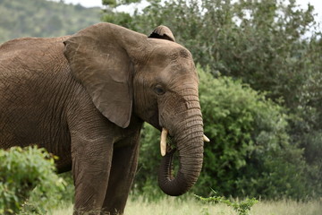Naklejka na ściany i meble Male Elephant, Kruger National Park