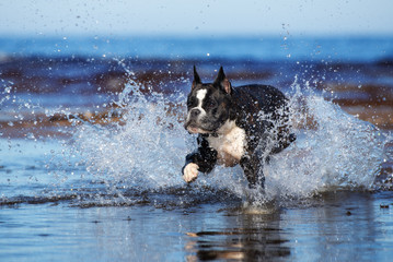 german boxer dog running out of water