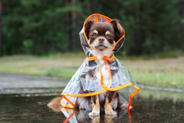 chihuahua dog sitting in a puddle in rain coat