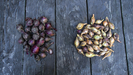natural food, yellow  and red dirty onion, from the garden, on a wooden table