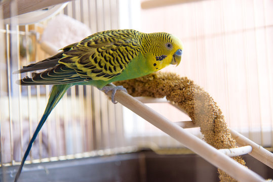 Fototapeta Parrot eats from dry ear grass. Cute green budgie sits in cage