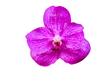 pink Phalaenopsis or Moth dendrobium Orchid flower in winter or spring day tropical garden isolated...