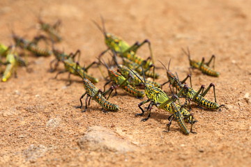 Grasshoppers, Kruger National Park