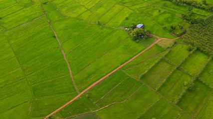 Road lane and green rice field