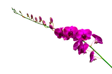 pink Phalaenopsis or Moth dendrobium Orchid flower in winter or spring day tropical garden isolated...