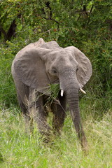 Elephant Meal, Kruger National Park