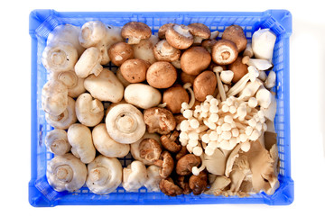 fresh raw mushrooms in basket