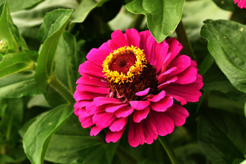 Zinnie, Zinnia, Blüte Nahansicht
