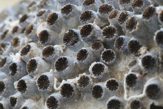 barnacle, arthropod constituting the infraclass Cirripedia in the subphylum Crustacea, and is hence related to crabs and lobsters