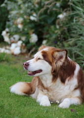 Husky im Garten