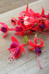 edible plant flower decoration