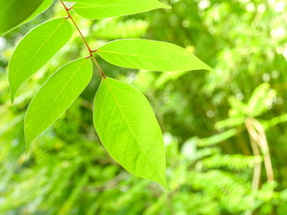 Fototapeta na wymiar Natural green plants background or wallpaper