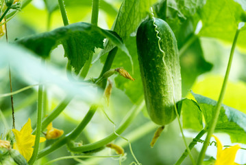 growing cucumbers in the garden in a greenhouse.