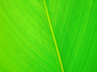 Abstract green leaf texture background