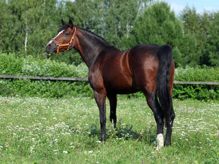 Dressage sports horse portrait in summer stud farm
