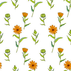 Seamless floral pattern, Calendula flower isolated on white background, botanical hand drawn doodle vector illustration marigold for design package tea, cosmetic, greeting card, wedding invitations